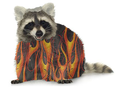 Fieri Raccoon